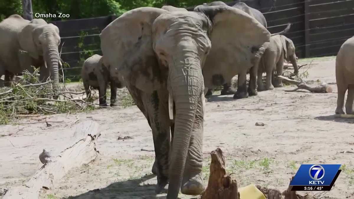 Omaha zoo makes Good Morning America’s 50 states showcase – KETV