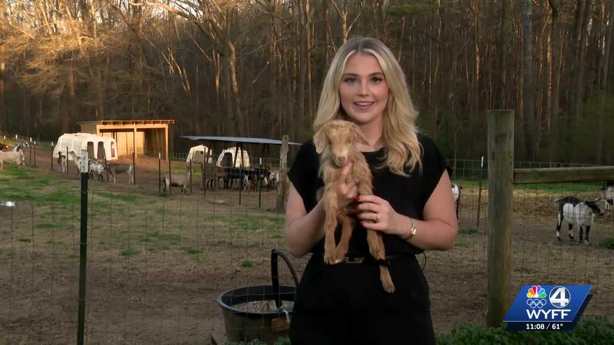 'Royal delivery' babies of rare endangered species born at Upstate farm