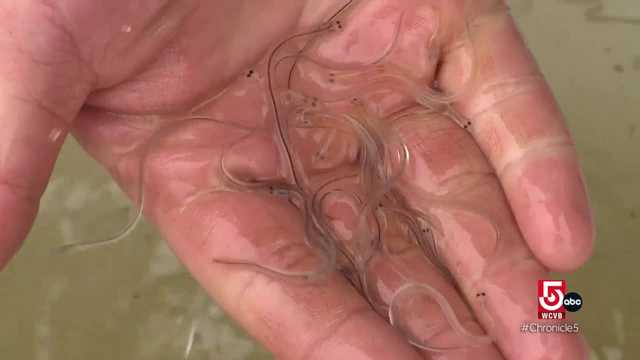 On the coast of Maine, the 'glass eel' industry is booming - Vimarsana News