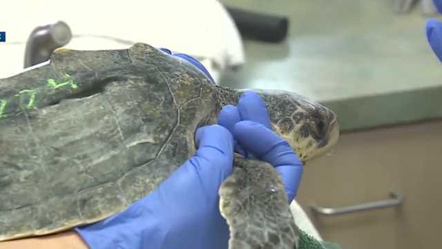 13 cold, stunned sea turtles from New England given holiday names