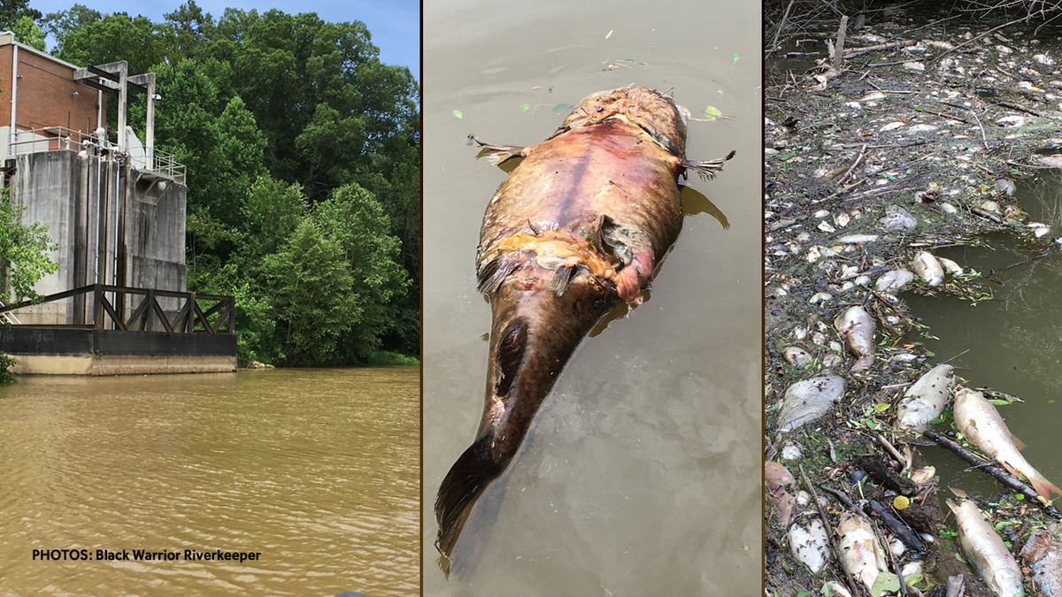 Tyson Foods blames contractor for Alabama fish kill