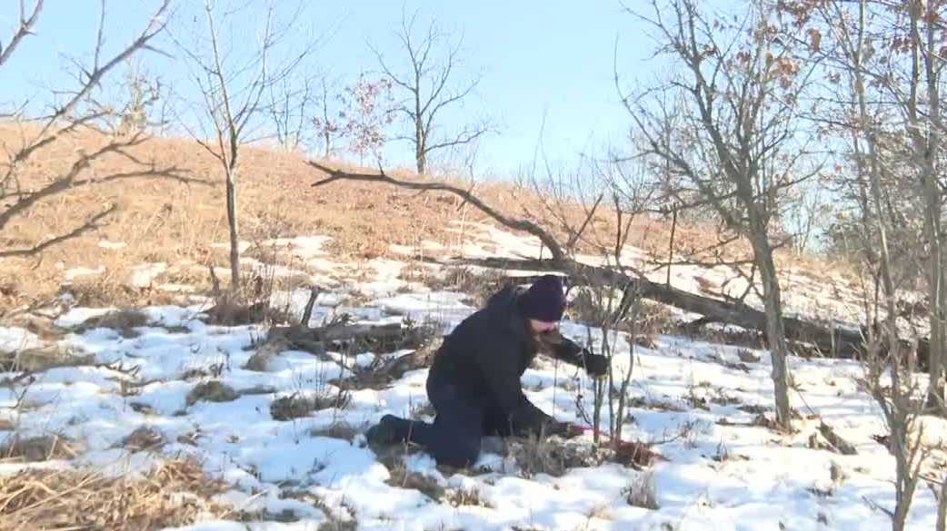 Valentine's Day fundraiser lets you destroy buckthorn named after your ex