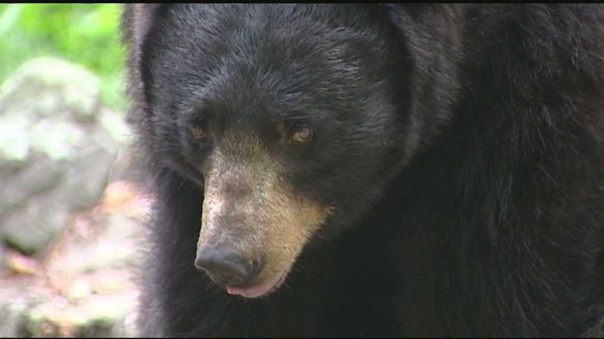 Why are bears showing up in Triad cities?