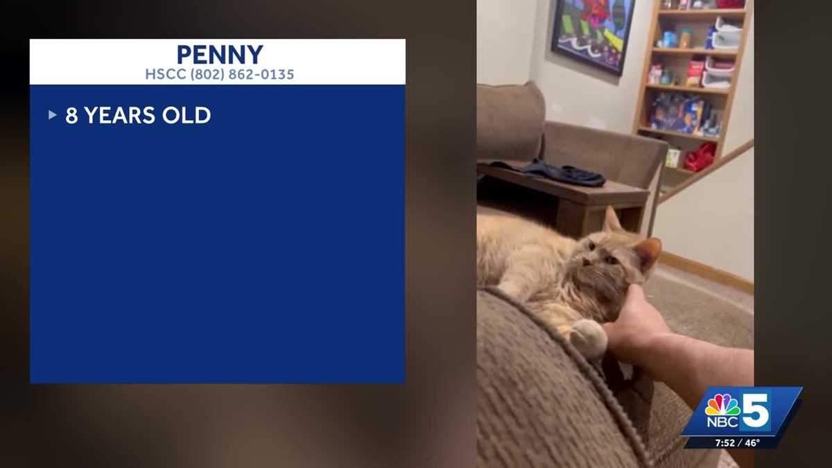 Pet Connection: Oct. 15, 2026