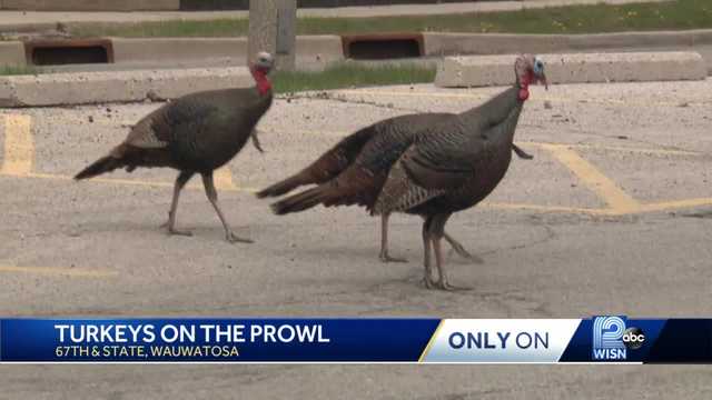 Tosa turkeys stalk woman - Vimarsana News