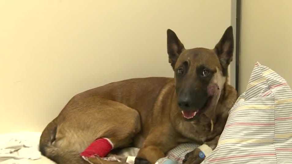 Bill in NH State Senate would allow EMS to treat injured K-9s - Vimarsana News
