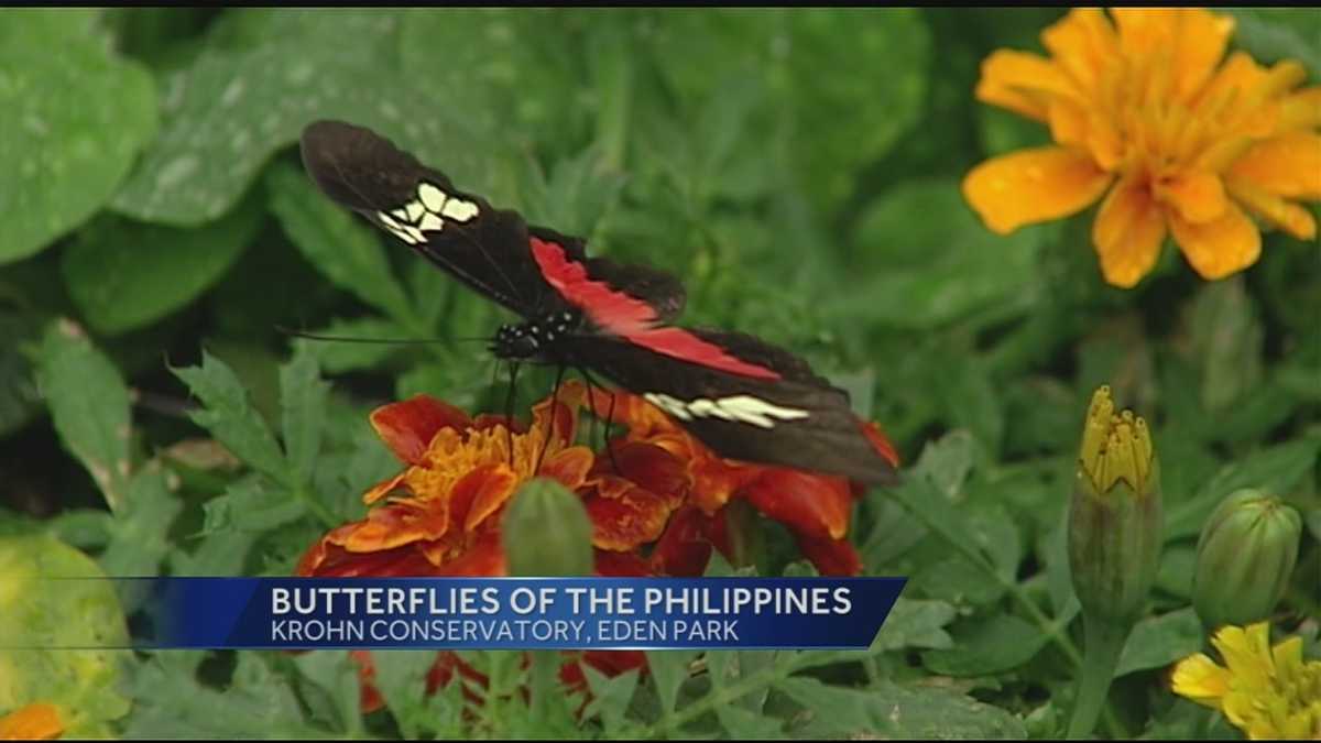 Butterfly exhibit opens at Krohn Conservatory