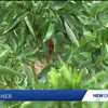 New Mexico chile crop faces up to 50% shortfall as heat, disease and pests hit harvest