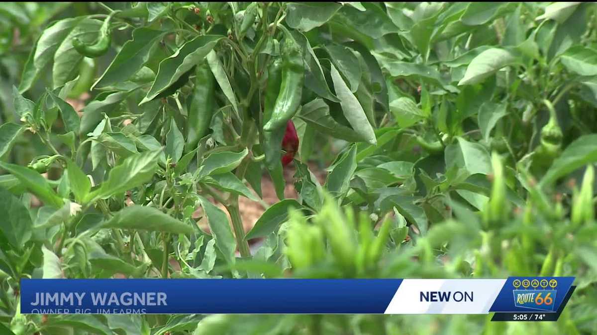 New Mexico chile crop faces up to 50% shortfall as heat, disease and pests hit harvest