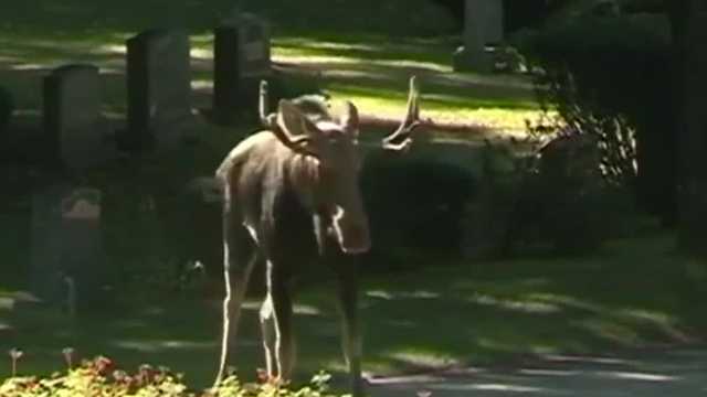 Decline in moose population linked to winter ticks, climate change - Vimarsana News