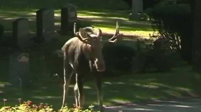 As climate warms, tick danger grows for NH moose population - Vimarsana News