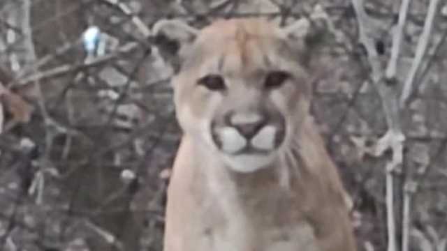 Tracking mountain lions in Iowa - Vimarsana News
