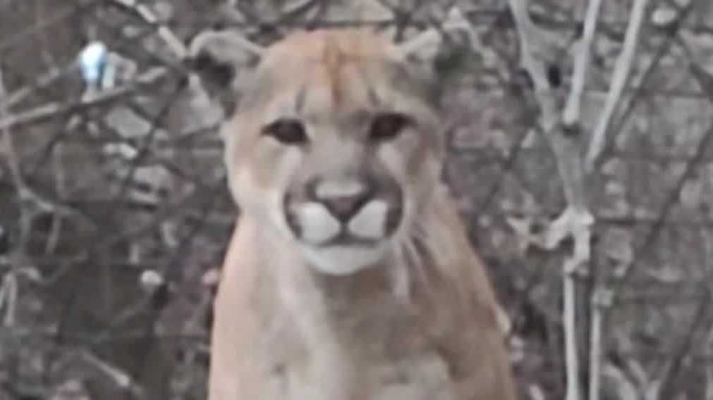 Tracking mountain lions in Iowa