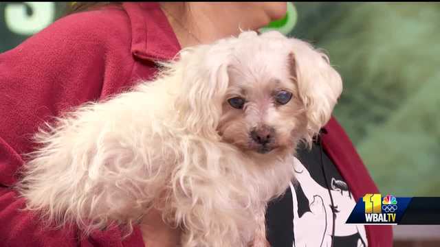 Meet Kuzco at the Humane Society of Harford County - Vimarsana News