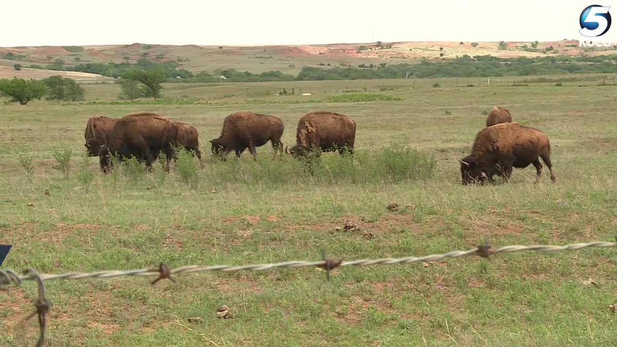 Herd of bison from Oklahoma up for auction on state’s surplus website