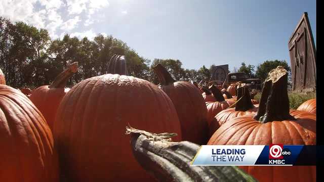 A pumpkin shortage in 2023? Not in Kansas City's patches - Vimarsana News