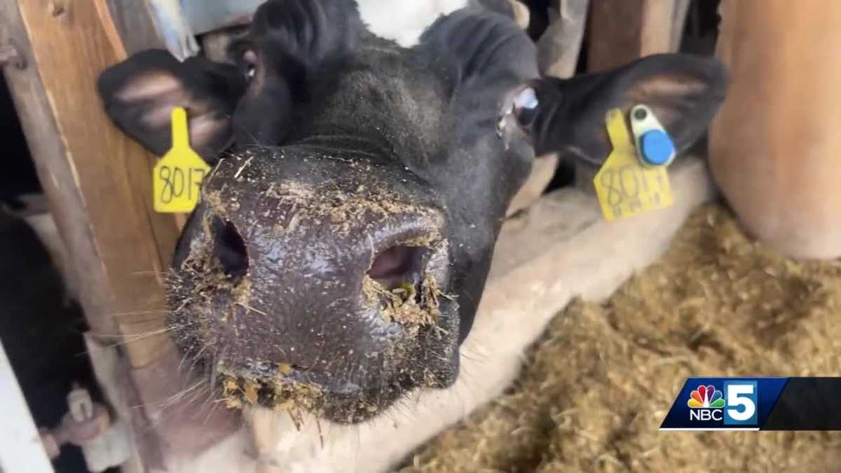 This is Our Home Grand Isle