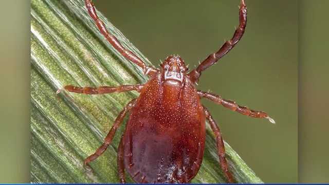 Georgia: Invasive tick species that kills cows reported in state - Vimarsana News