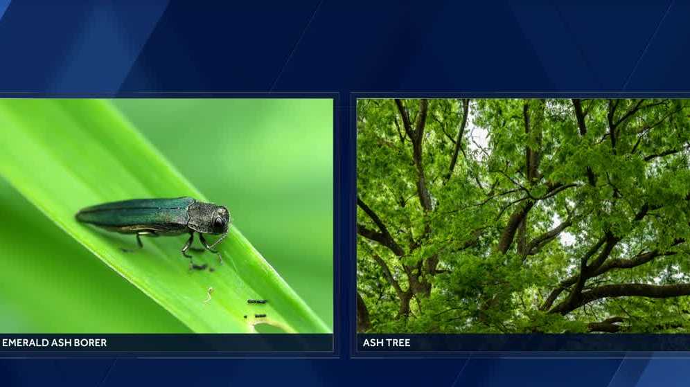 Destructive insect reported in all but 1 Iowa county