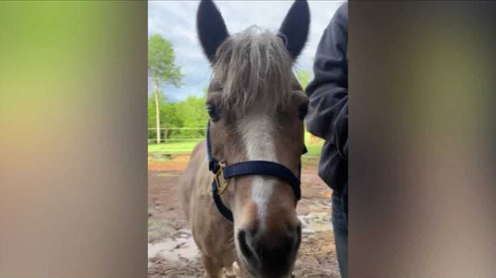 Penn Township pony killed in Wednesday's storm