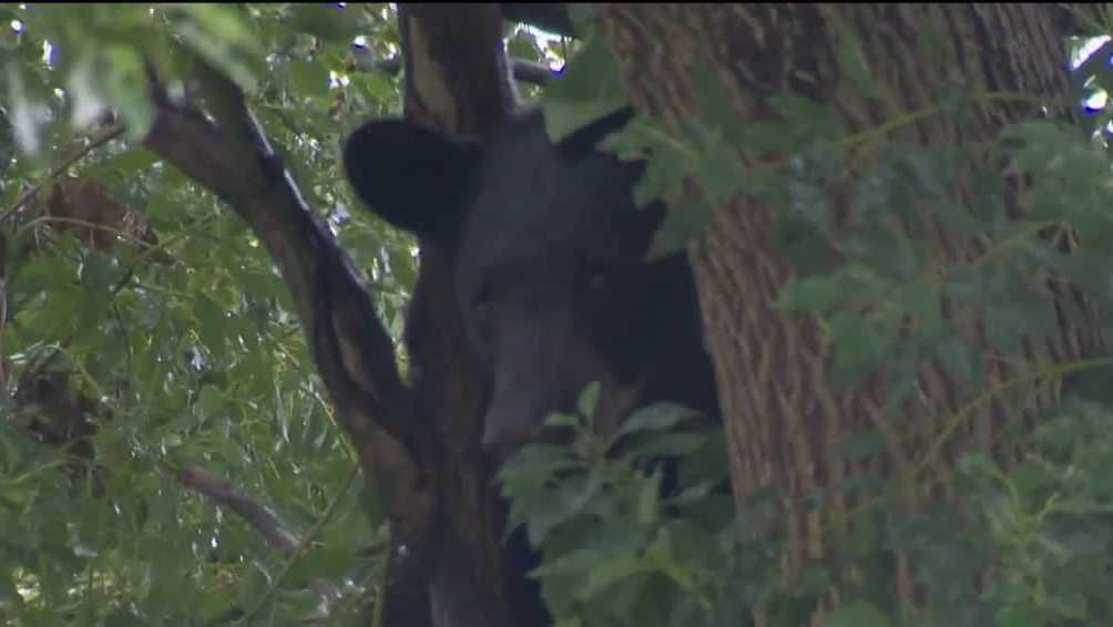 Bear killed: Orlando bear that roamed neighborhoods hit by car