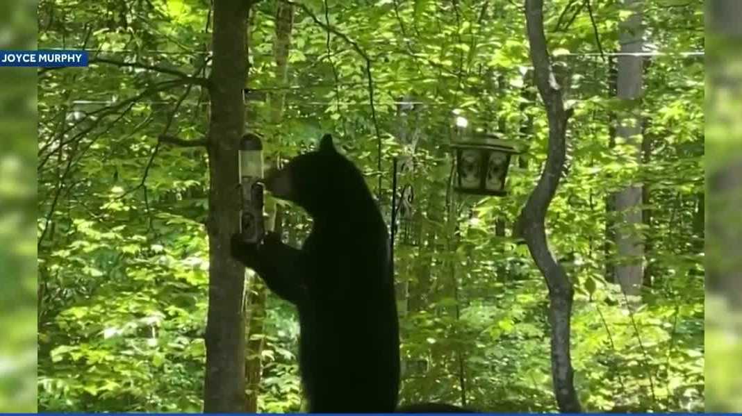 300-pound uninvited guests: protecting your yard from bears