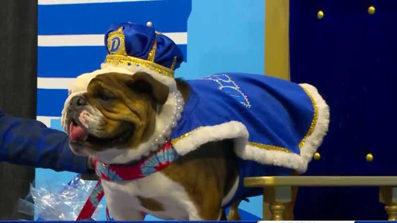 2024's 'Beautiful Bulldog' crowned, kicking off Drake Relays