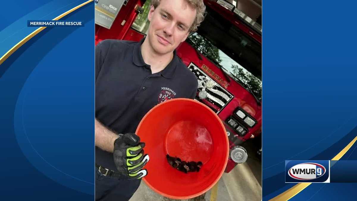 Merrimack, New Hampshire firefighter saves turtle, ducklings