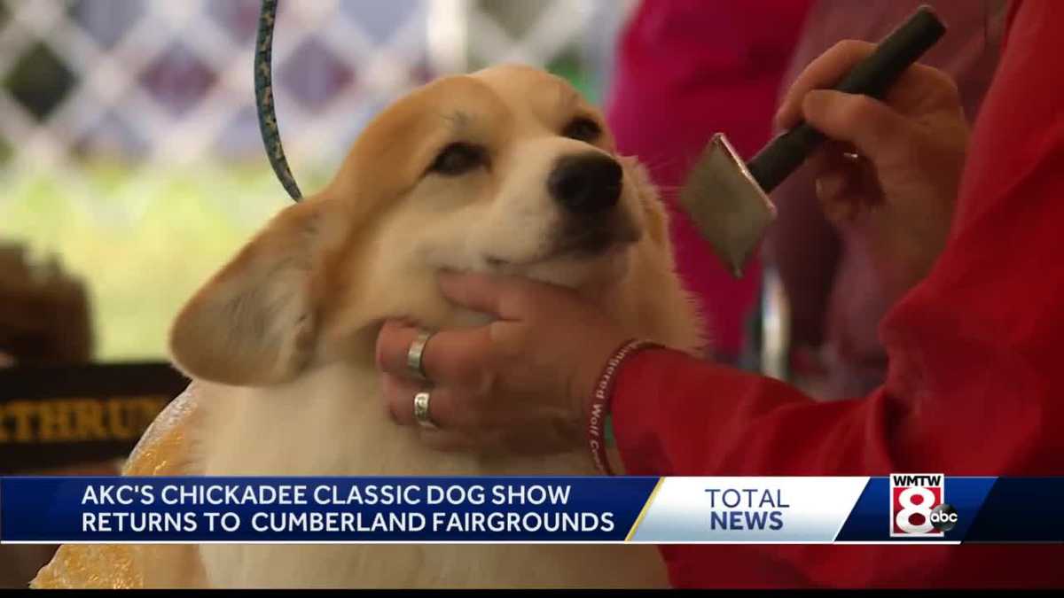 Popular dog show returns to Maine