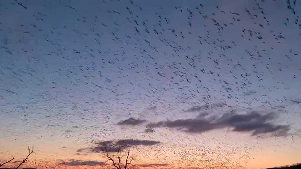 Visitors urged to stay in vehicles at Middle Creek WMA as avian flu spreads