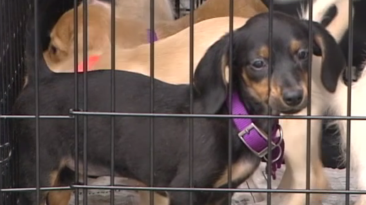 Puppies Rescued From High kill Shelters puppies-rescued-from-high-kill-shelters