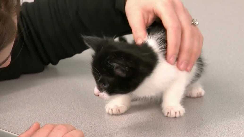 New Hampshire animal shelters prepare for influx of kittens