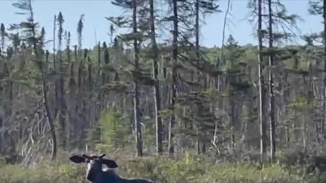 Kayakers watch moose grazing in Pittsburg, New Hampshire