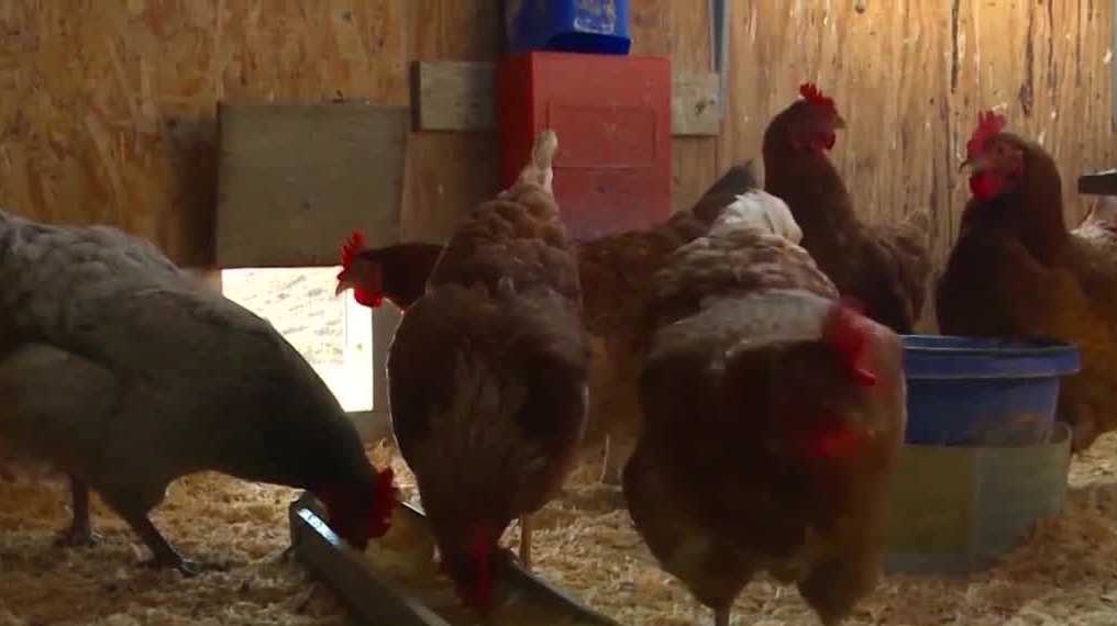 Bird flu found in Chickasaw County backyard flock