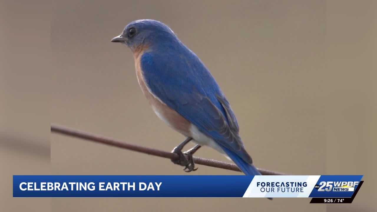 The Audubon Everglades is on a mission to protect Florida’s birds