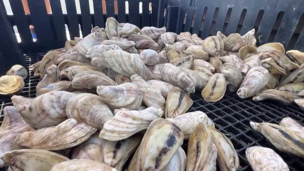 Dedicated workers trying to revive Florida oyster industry