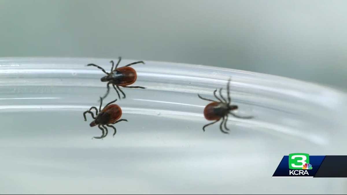 Consumer Reports bugs