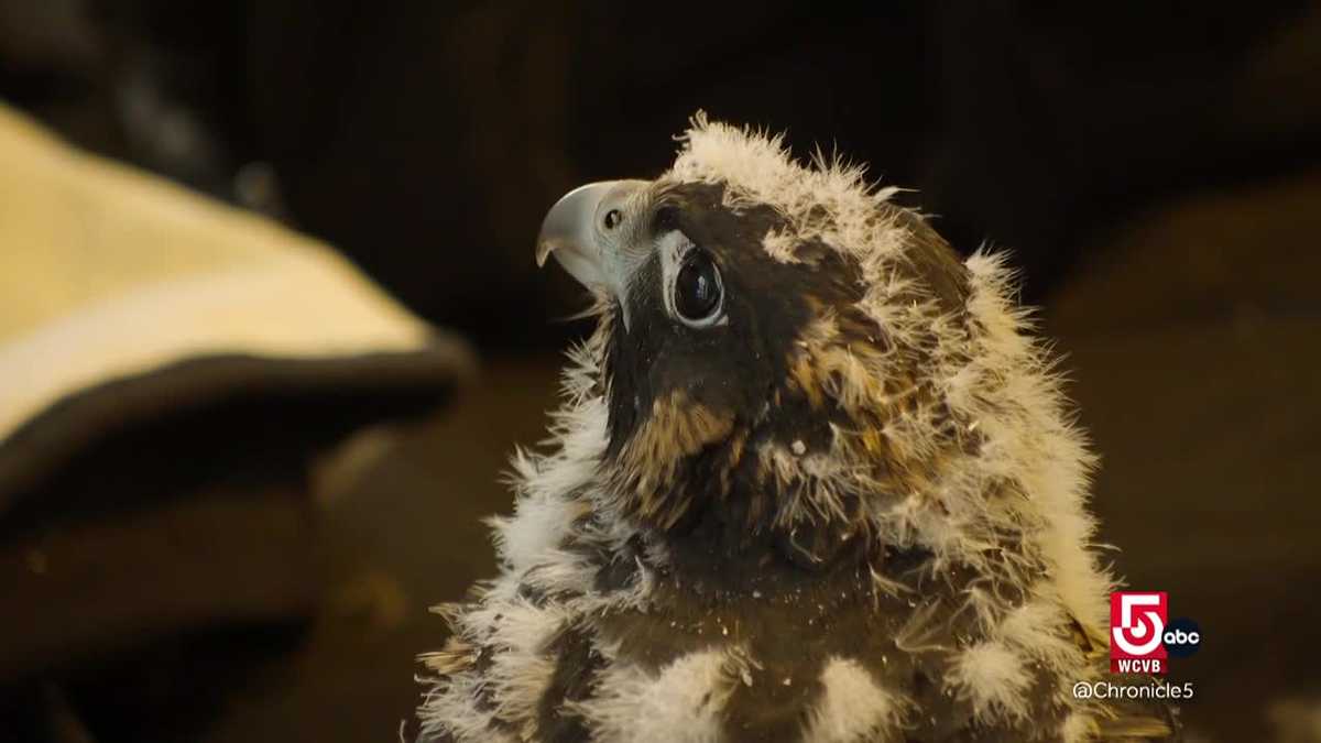 A look inside a peregrine falcon nesting site in Boston's Custom House tower