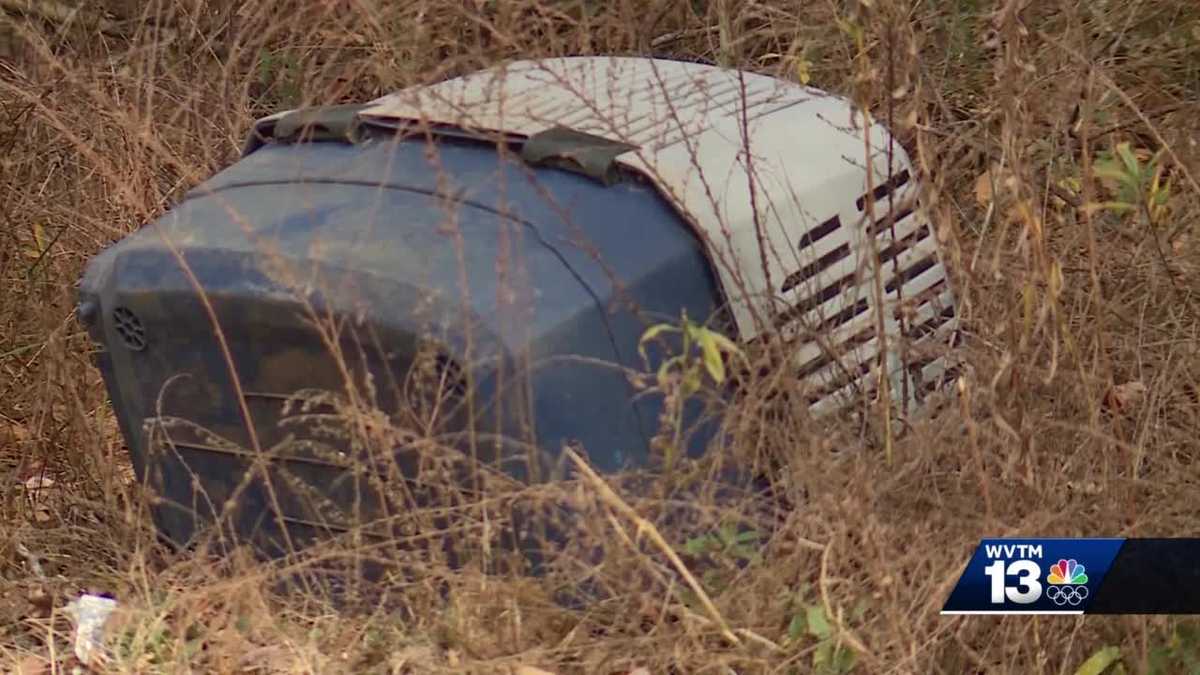 Dead dogs found dumped along road in Leeds