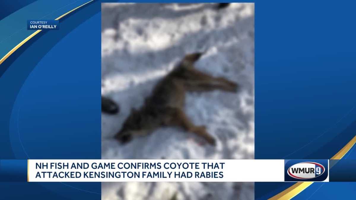 New Hampshire Fish and Game confirm coyote that attacked Kensington family had rabies