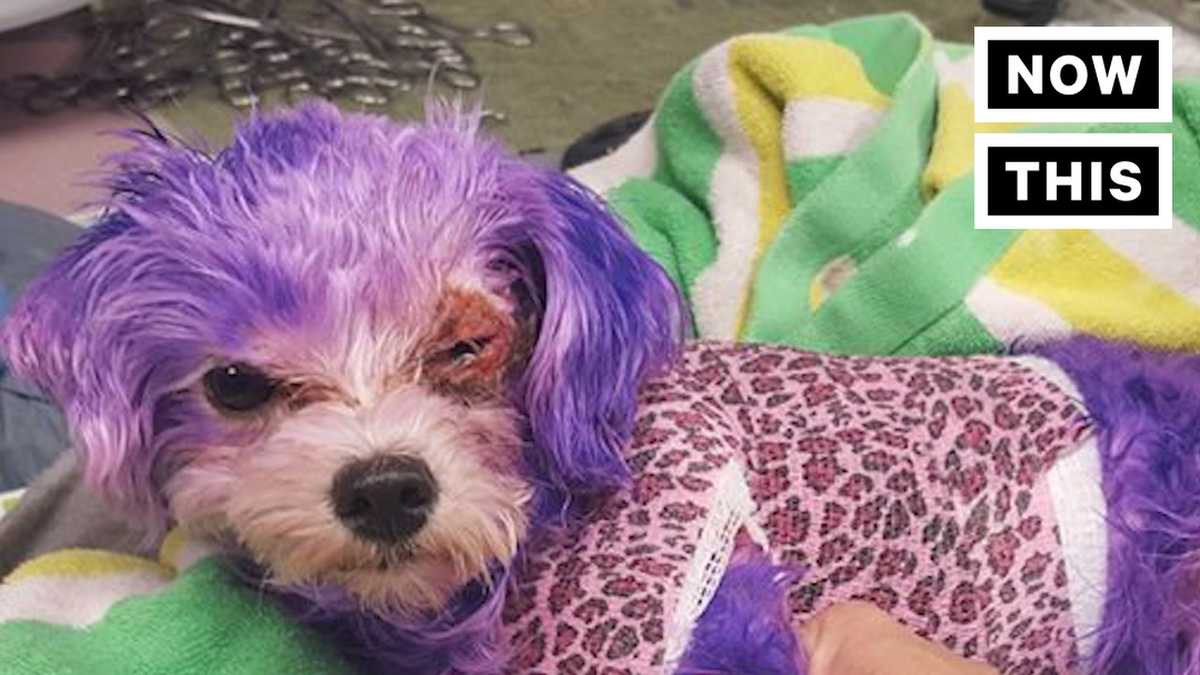 Human hair dye nearly killed this dog