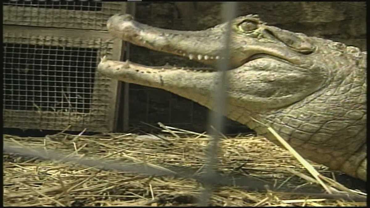 AT&T worker spots caimans, calls animal Kansas City control