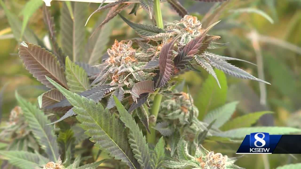 Ca. city unanimously votes to allow retail cannabis dispensaries - Vimarsana News