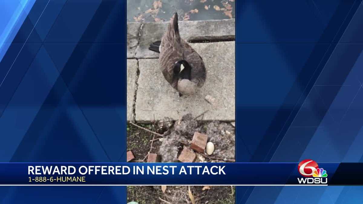 Louisiana goose injured, nest destroyed in brick attack