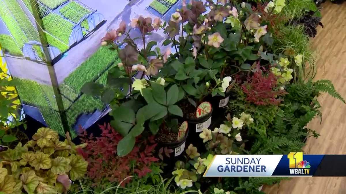 Sunday Gardener Highlights from Mid Atlantic Nursery Trade Show