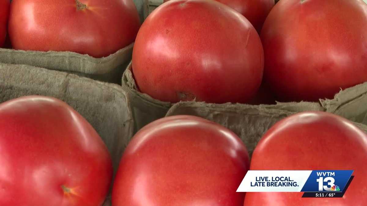 Alabama farmers expect tomato prices to drop as local harvests approach