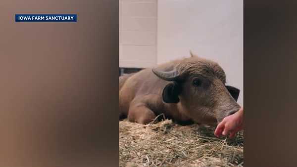 update on iowa water buffalo: phill needs surgery to remove bullet