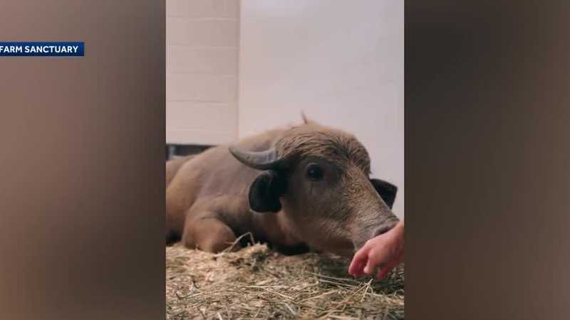 Update on Iowa water buffalo: Phill needs surgery to remove bullet