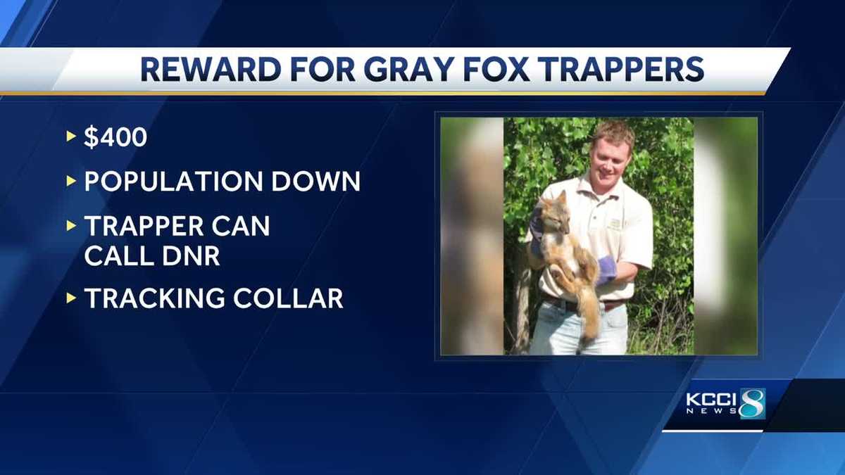 Catching a gray fox in Iowa can now earn you 400