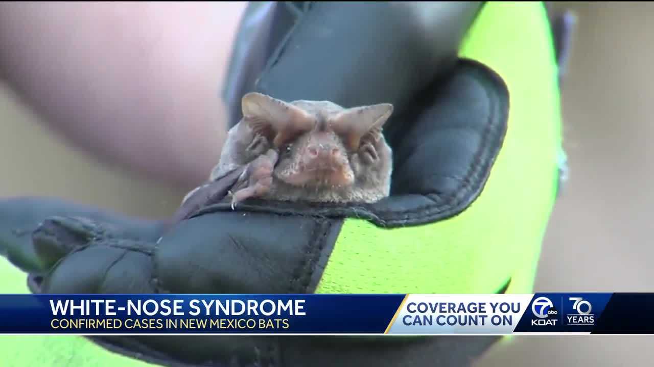 Bat Tests Positive For Rabies 2nd Bat Case In 2023   03b2ec83 Cea7 4ecb Aa80 F451dba20000 